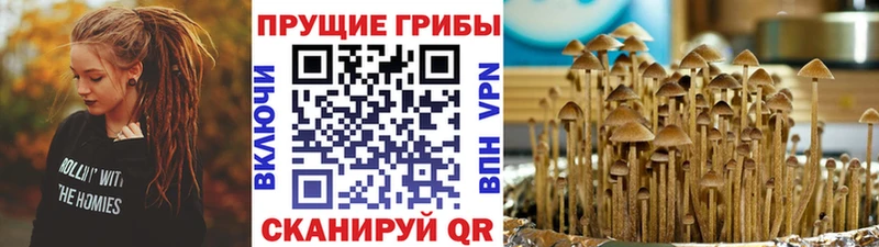 блэк спрут   дарнет шоп  Кодинск  Псилоцибиновые грибы ЛСД 